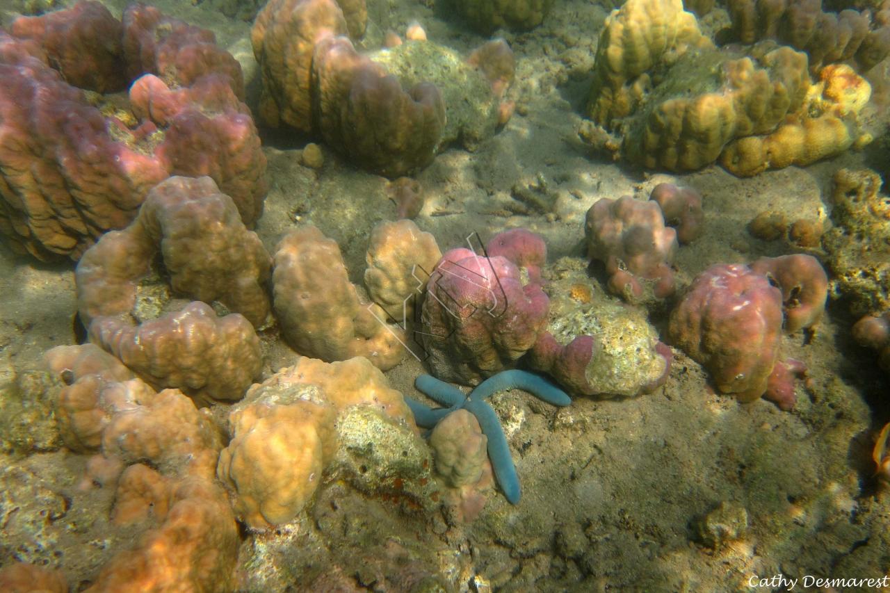 Très beau site de plongée (en surface) près de Menjangan