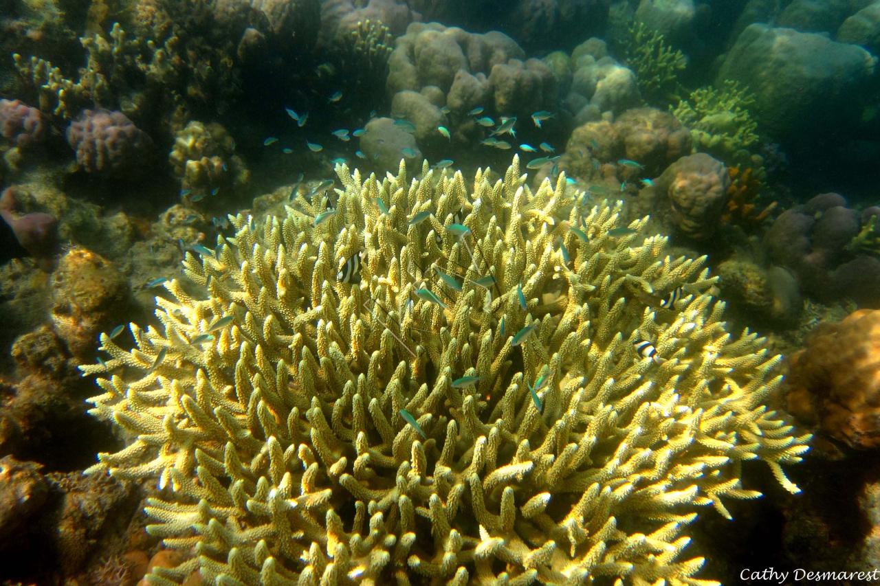 Très beau site de plongée (en surface) près de Menjangan