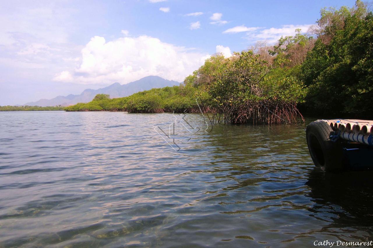 les mangroves de l'île