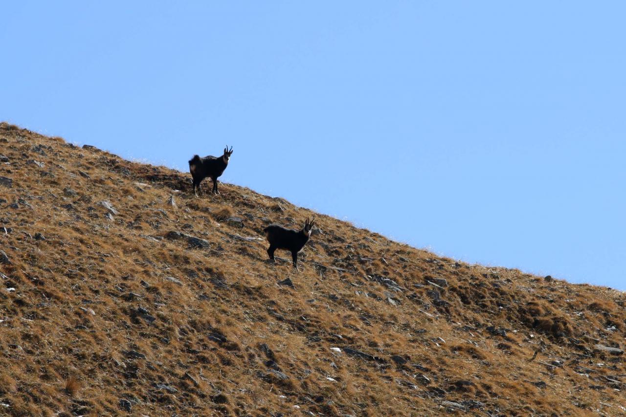 A défaut de marmottes j'aurai vu des bouquetins ... ou chamois ...