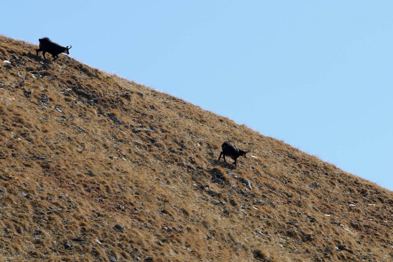 A défaut de marmottes j'aurai vu des bouquetins ... ou chamois ...